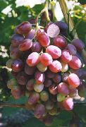 Шахиня Ирана (Слава Молдавии) сорт винограда