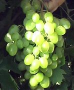 Юбилей Платова сорт винограда
