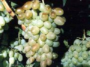 Кантемировский сорт винограда