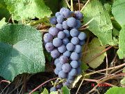 Левокумский устойчивый сорт винограда