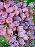Анюта сорт винограда