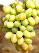 Сашенька сорт винограда