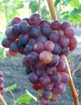 виноград Импульс фото ранний крупные, выращивание, посадка и уход, купить Импульс саженцы или семена