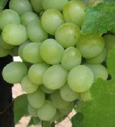 Александрит сорт винограда