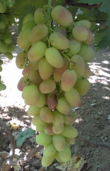 виноград Преображение фото ранний крупные, выращивание, посадка и уход, купить Преображение саженцы или семена