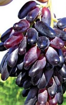виноград Oдесский сувенир фото поздний крупные, выращивание, посадка и уход, купить Oдесский сувенир саженцы или семена