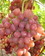 Ливия сорт винограда