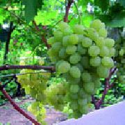 Восторг овальный  сорт винограда