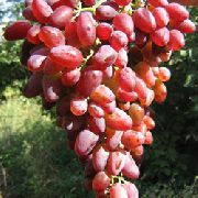 ЗОС-2  сорт винограда