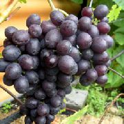 Краса Никополя  сорт винограда