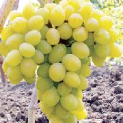 Феномен (Плевен устойчивый) сорт винограда