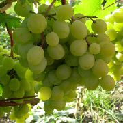 Фрумоасэ Албэ сорт винограда