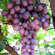 Арамис  сорт винограда