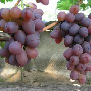 Низина сорт винограда