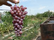 Кишмиш Аксайский сорт винограда