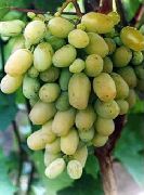 Бежевый сорт винограда