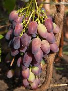 виноград Кармен фото ранний крупные, выращивание, посадка и уход, купить Кармен саженцы или семена