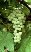 виноград Кишмиш Химрод фото средний мелкие, выращивание, посадка и уход, купить Кишмиш Химрод саженцы или семена