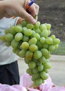 Надежда Аксайская сорт винограда