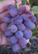 Сувенирный сорт винограда