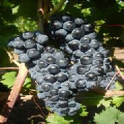 Цимлянский черный сорт винограда