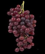 Олимпийский сорт винограда