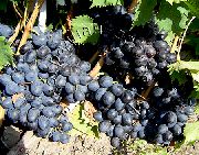 Осенний чёрный сорт винограда