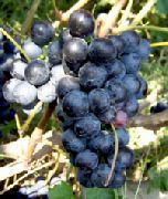 Сенсо (Бычий глаз) сорт винограда