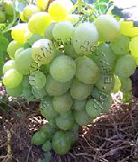 виноград Золушка фото средний крупные, выращивание, посадка и уход, купить Золушка саженцы или семена