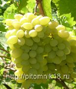 виноград Ляна фото средний крупные, выращивание, посадка и уход, купить Ляна саженцы или семена