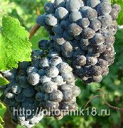 виноград Куйбышевский фото средний крупные, выращивание, посадка и уход, купить Куйбышевский саженцы или семена