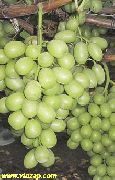 виноград Кишмиш Принцесса фото поздний крупные, выращивание, посадка и уход, купить Кишмиш Принцесса саженцы или семена
