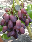 Ягуар сорт винограда