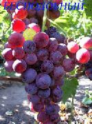 Бесподобный  сорт винограда