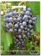 Альфа сорт винограда