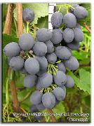 Июльский сорт винограда