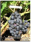 Пино черный сорт винограда
