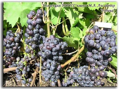 виноград Родина фото ранний крупные, выращивание, посадка и уход, купить Родина саженцы или семена