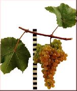 Платовский сорт винограда