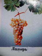 Лодырь сорт винограда