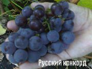 Русский конкорд сорт винограда
