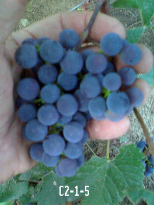 виноград С2-1-5 фото ранний средние, выращивание, посадка и уход, купить С2-1-5 саженцы или семена