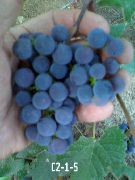 С2-1-5 сорт винограда