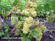 Украина сорт винограда