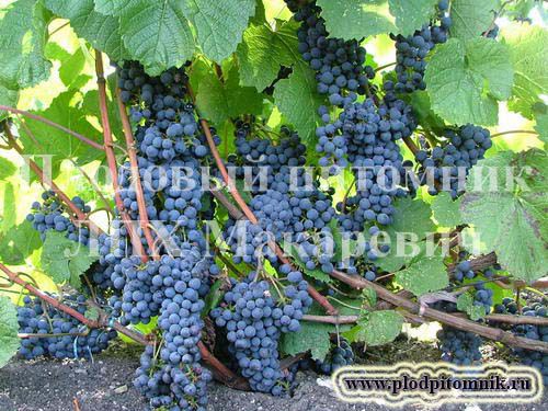 виноград Адель фото средний мелкие, выращивание, посадка и уход, купить Адель саженцы или семена
