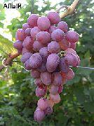 Алый сорт винограда