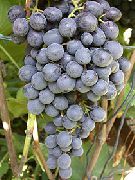 Восторг Черный сорт винограда