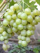 Галбена-Ноу сорт винограда