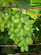 Тимур сорт винограда