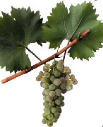 виноград Бианка фото ранний мелкие, выращивание, посадка и уход, купить Бианка саженцы или семена
